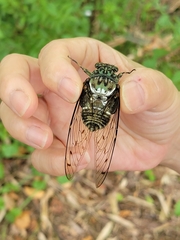 Hyalessa maculaticollis