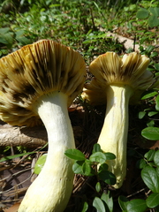 Russula aurea
