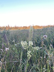Stenanthium leimanthoides