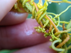 Cuscuta gronovii gronovii