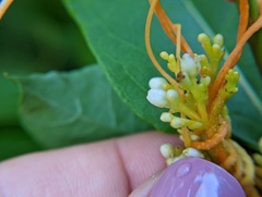 Cuscuta gronovii gronovii