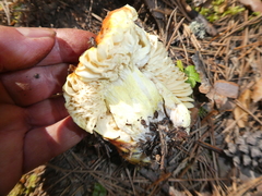 Russula aurea