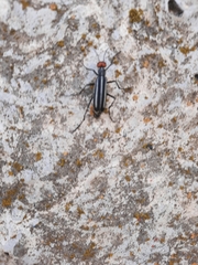 Epicauta erythrocephala