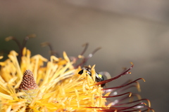 Amphylaeus obscuriceps