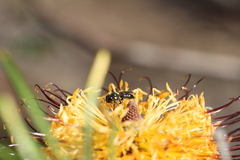 Amphylaeus obscuriceps