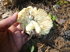 Russula aurea