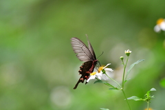 Byasa