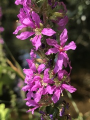 Lythrum salicaria