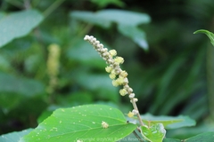 Mallotus apelta