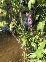 Lythrum salicaria