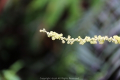 Mallotus apelta