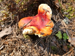 Russula aurea
