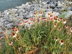 Echinacea angustifolia