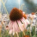 Echinacea - Photo (c) Hannah Mews,  זכויות יוצרים חלקיות (CC BY-NC), הועלה על ידי Hannah Mews