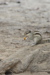 Funambulus pennantii