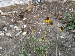 Ratibida columnifera