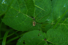 Rilaena triangularis