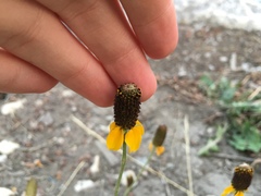 Ratibida columnifera