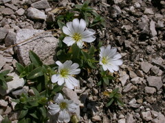 Cerastium carinthiacum