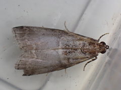 Acrobasis advenella