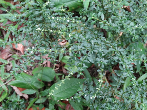 Galianthe brasiliensis