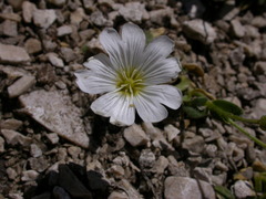 Cerastium carinthiacum