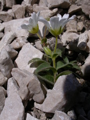 Cerastium carinthiacum