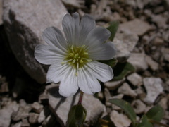 Cerastium carinthiacum