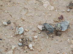 Cryptoglossa variolosa