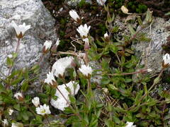 Dichodon cerastoides