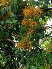 Psittacanthus schiedeanus