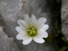 Dichodon cerastoides