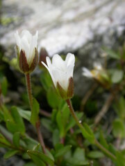 Dichodon cerastoides