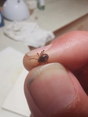 Amblyomma triguttatum