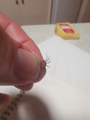 Amblyomma triguttatum