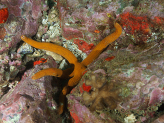 Ophidiaster confertus