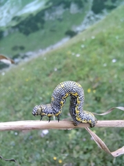 Lycia alpina
