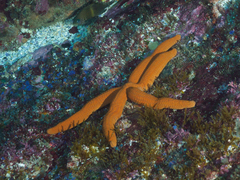 Ophidiaster confertus