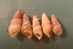 Bittiolum alternatum