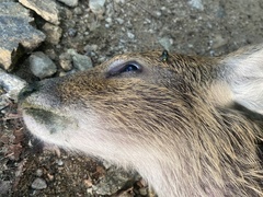 Hydropotes inermis argyropus