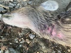 Hydropotes inermis argyropus