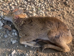 Hydropotes inermis argyropus