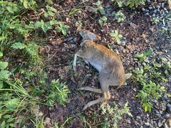 Hydropotes inermis argyropus