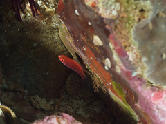 Cirrhilabrus punctatus