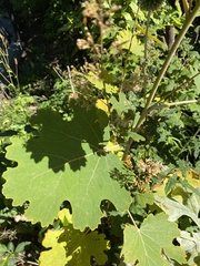 Macleaya