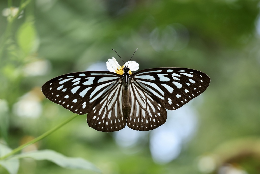 Tiger Butterflies