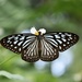 Mariposas del Algodoncillo, Tigre Azul Y Parientes - Photo (c) kinbutterflies, algunos derechos reservados (CC BY-NC)