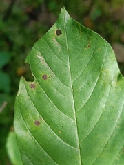 Bucculatrix frangutella