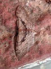Idaea laevigata