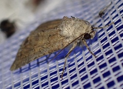 Mesoligia furuncula